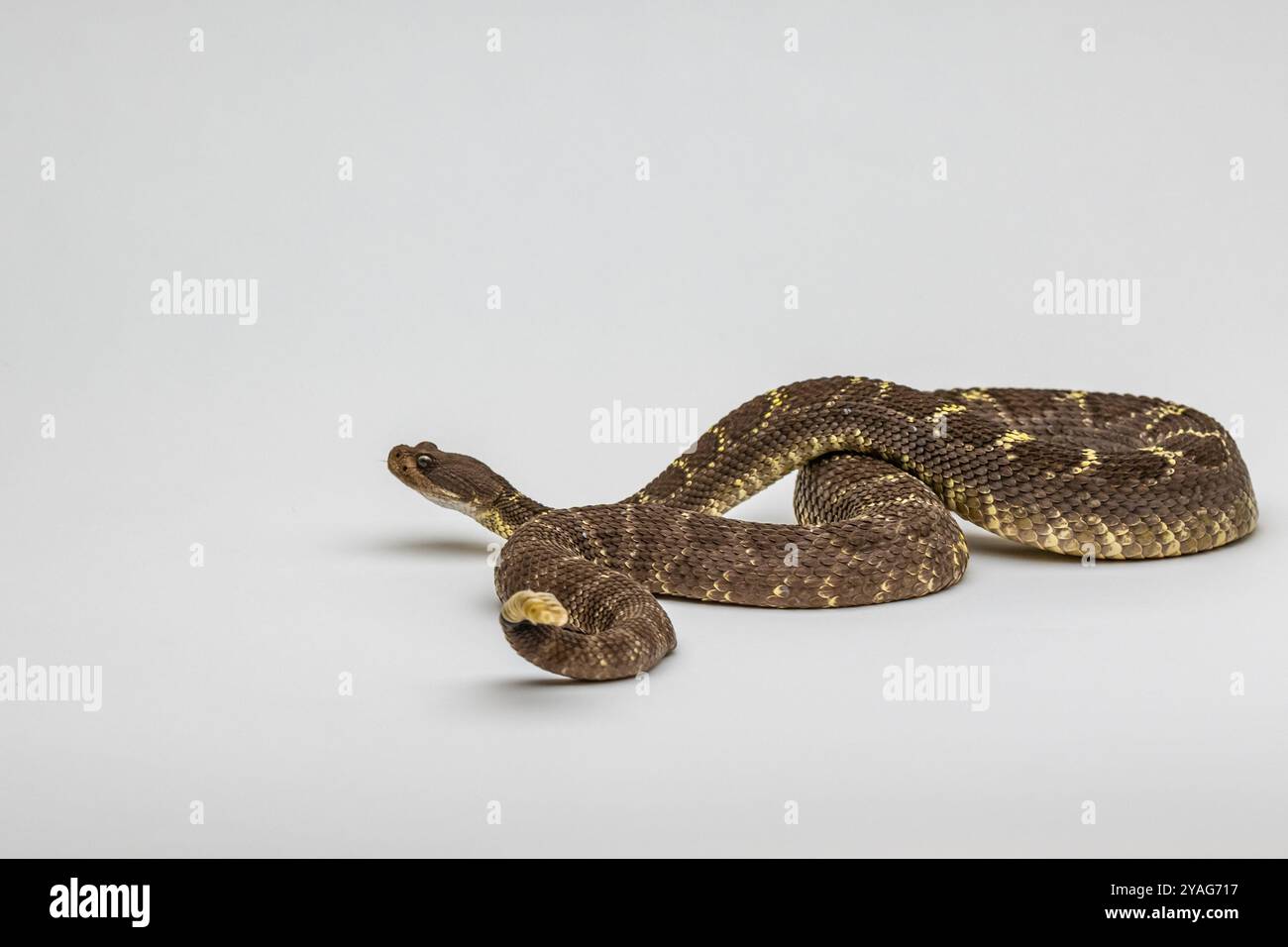 Un serpent à sonnette Diamondback de l'Ouest à Tucson, Arizona Banque D'Images