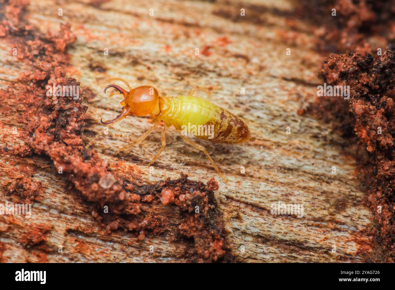 Gros plan d'un termite se promenant sur le bois, mettant en valeur ses couleurs. Prévenir les infestations en comprenant la biologie des termites. Banque D'Images