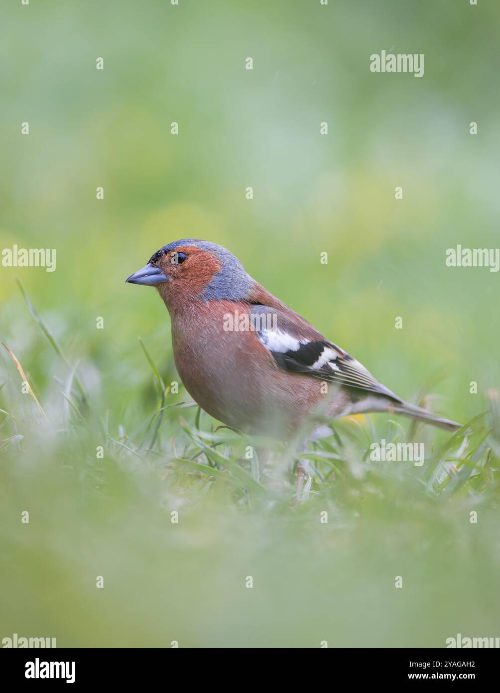 Chaffinch eurasien [ Fringilla coelebs ] sur l'herbe avec le premier plan et l'arrière-plan hors foyer Banque D'Images