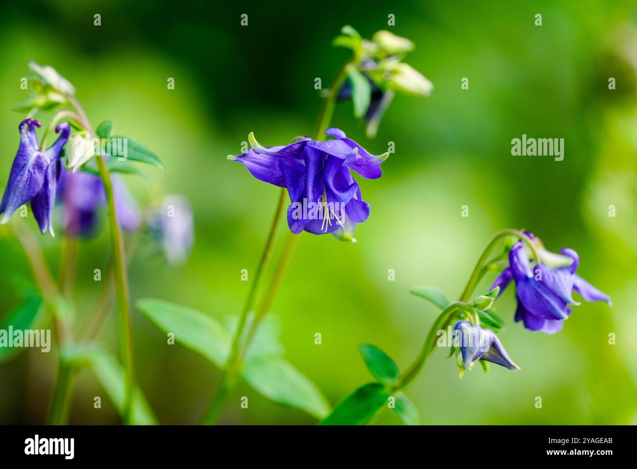 Fleur violette de columbine. Gros plan sur les plantes à fleurs. Aquilegia vulgaris. Banque D'Images