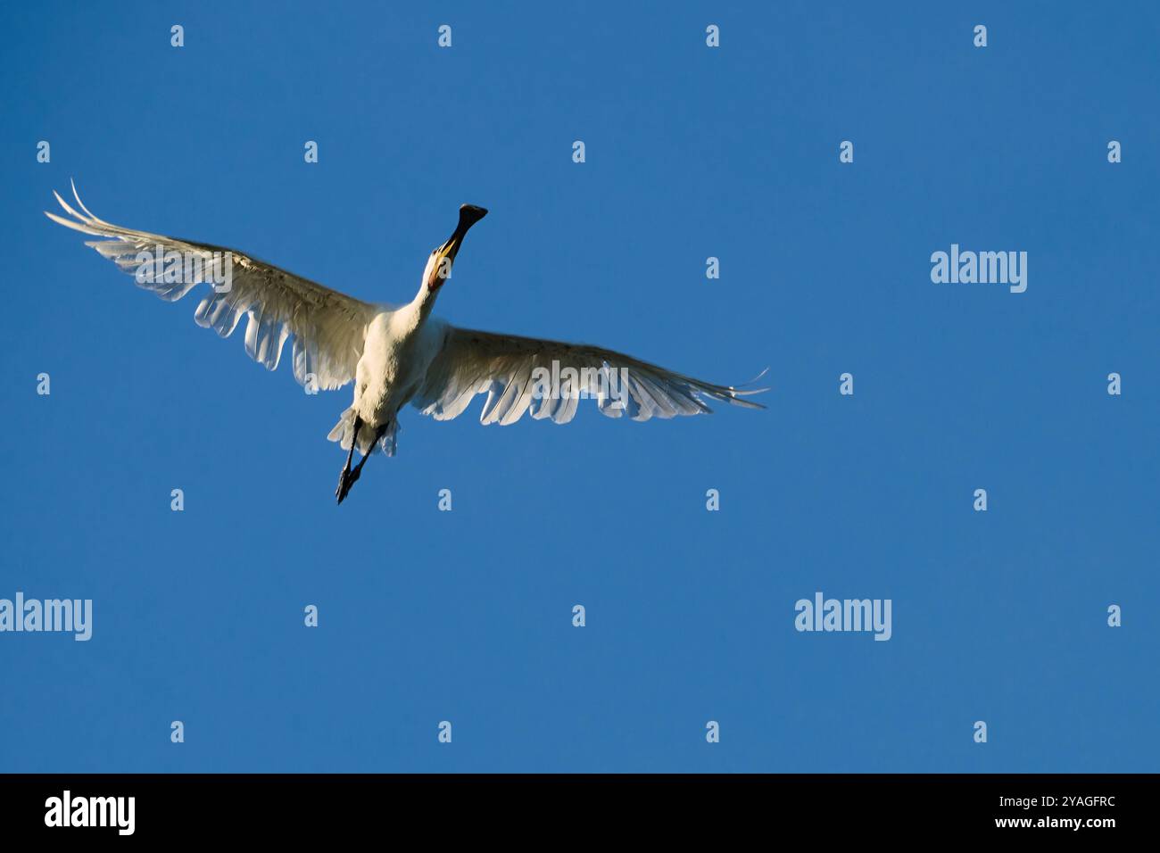 Épée eurasienne, Platalea leucorodia, Espátula Común Banque D'Images