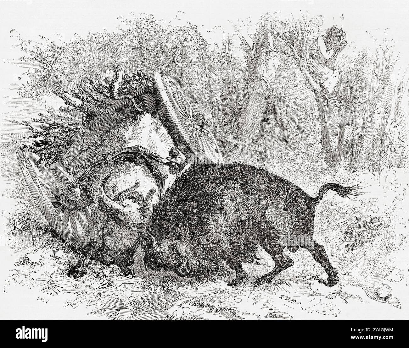 Combat entre un taureau et un bison, vu lors de l'expédition d'exploration nord-américaine britannique du capitaine John Palliser, 1857 - 1861. Extrait du Tour du monde, paru à Paris, 1860. Banque D'Images