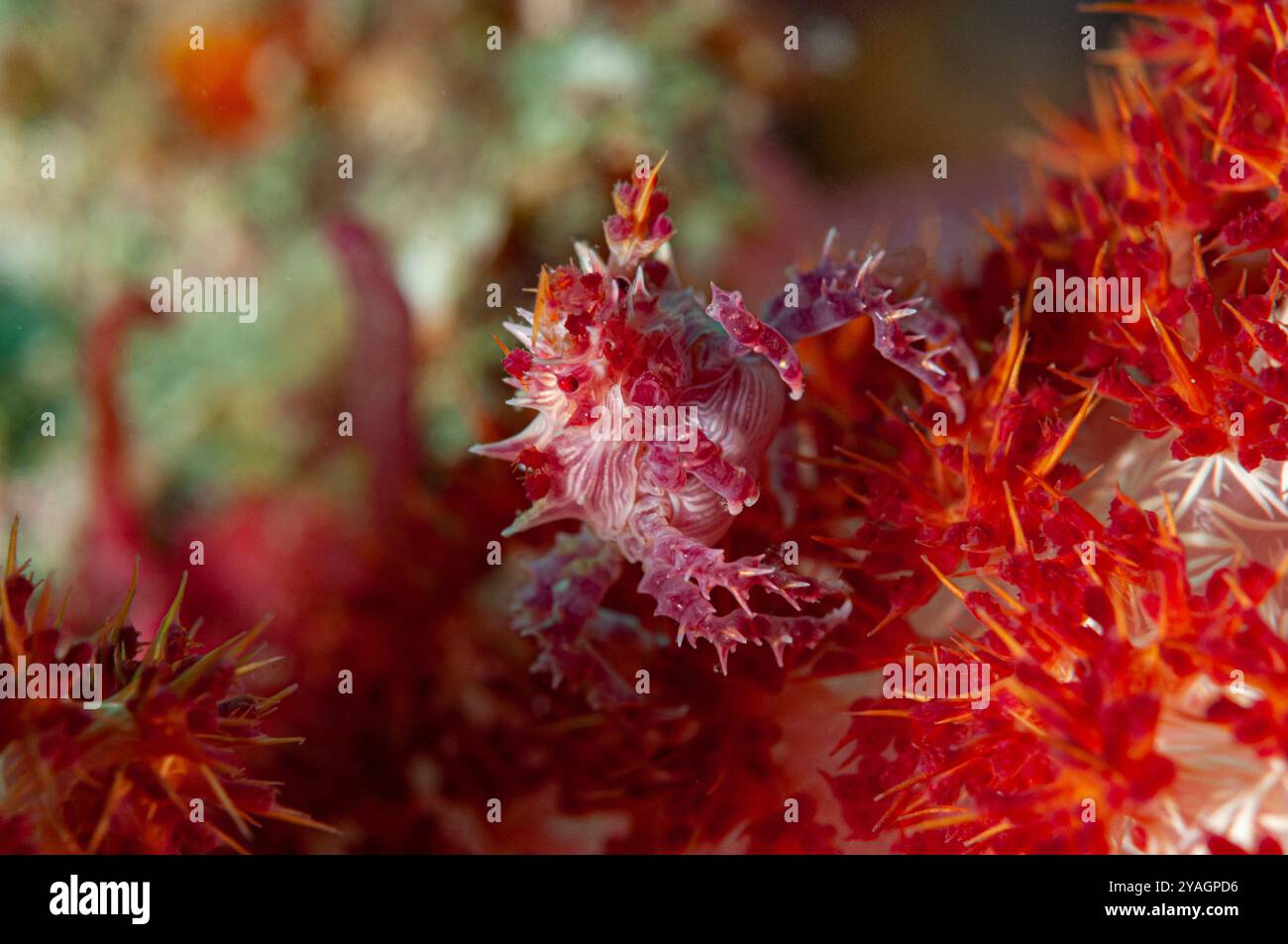 Crabe bonbon camouflé parmi les épines de corail doux alcyonarien piqué coloré Banque D'Images