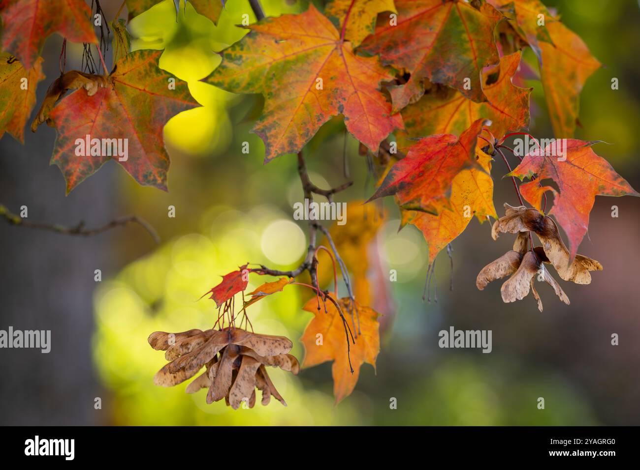 Érable norvégien (Acer platanoides), branche avec des feuilles et des fruits d'automne. Couleurs d'automne sur les feuilles d'érable de Norvège. Papier peint. Fond d'automne. Banque D'Images