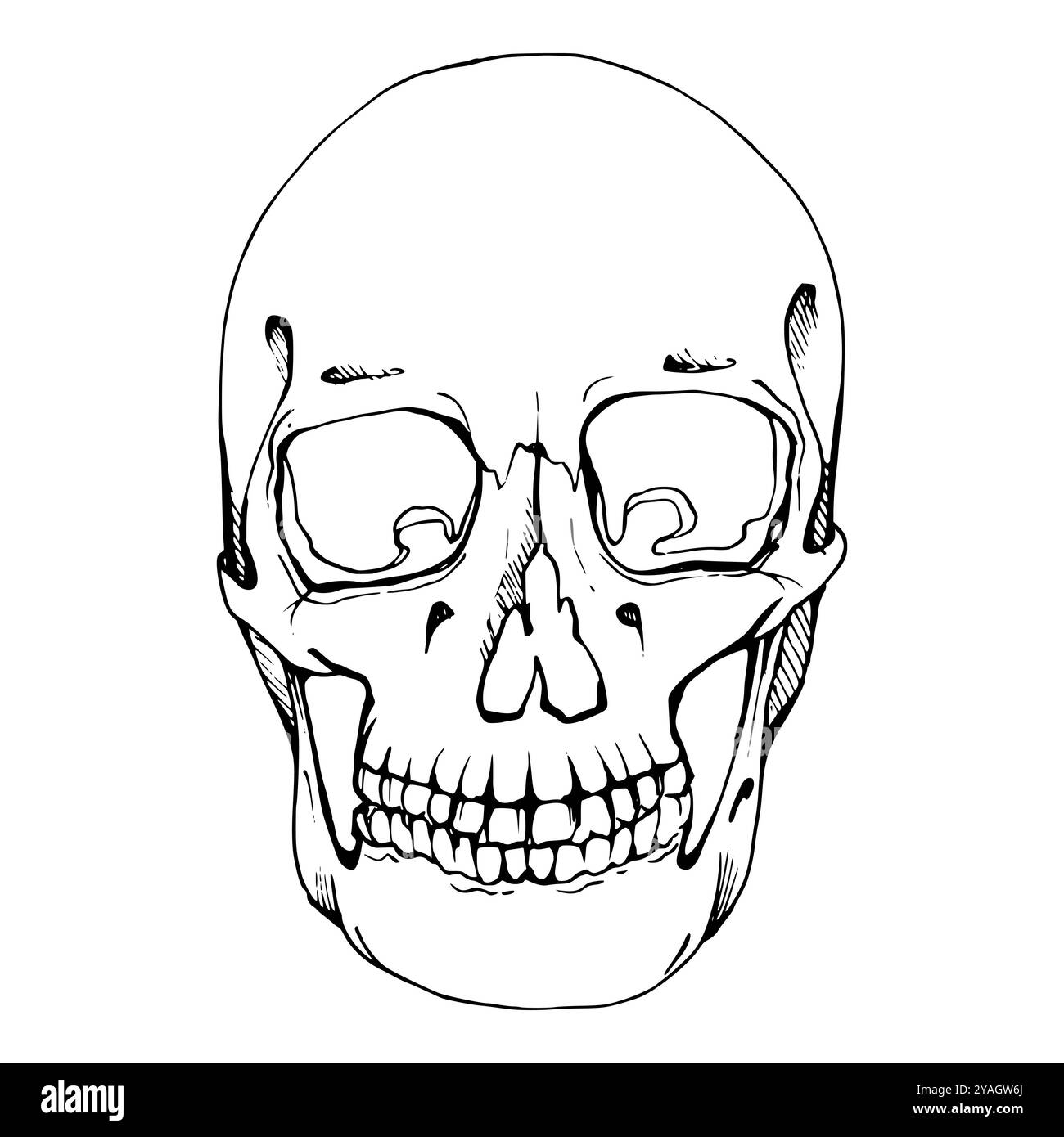 Crâne humain, os de squelette de partie de corps de tête de visage, anatomie médicale d'horreur d'Halloween, cavité du nez et des yeux, dents. Vecteur d'encre dessiné à la main isolé Illustration de Vecteur Crâne humain, os de squelette de partie de corps de tête de visage, anatomie médicale d'horreur d'Halloween, cavité du nez et des yeux, dents. Vecteur d'encre dessiné à la main isolé Illustration de Vecteur