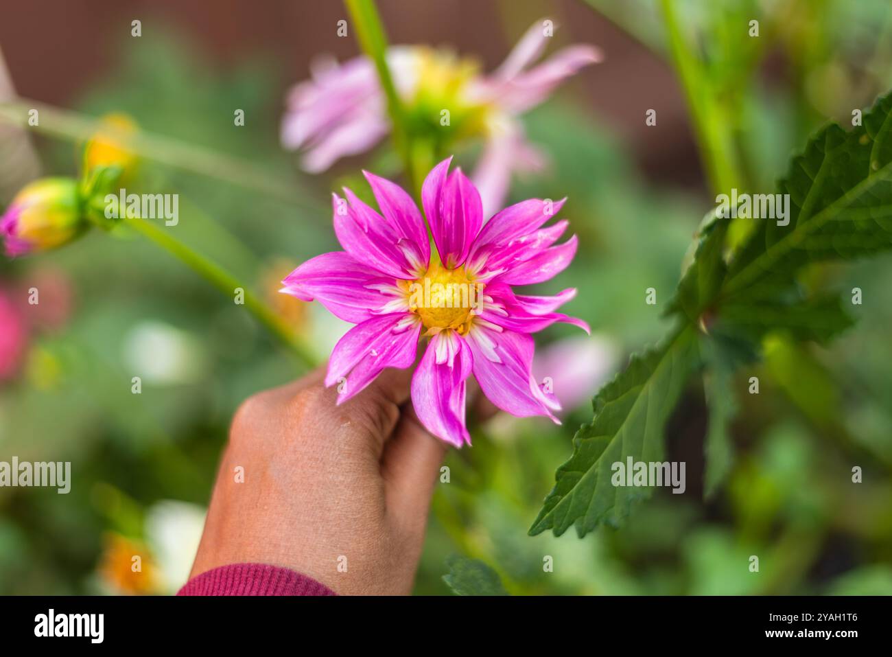 Main tenant un dahlia rose avec un centre jaune! Banque D'Images