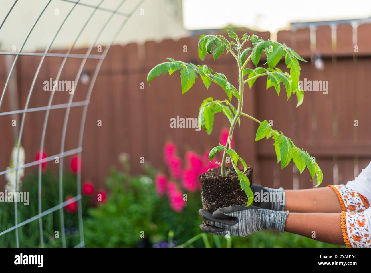 Jardinier tenant un jeune plant de tomate devant un treillis de jardin. Banque D'Images