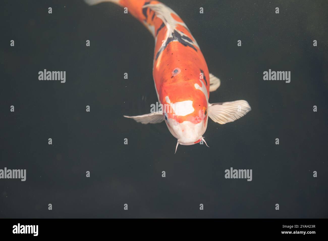 Poissons koi orange et noir regardant dans l'eau plate Banque D'Images