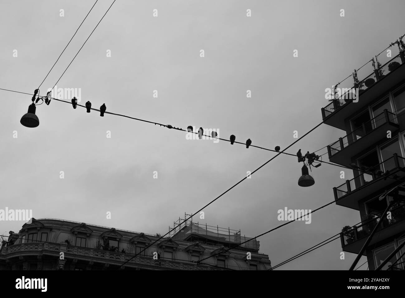 Câble électrique avec pigeons perchés tôt le matin sur une journée sombre à Milan Italie Banque D'Images