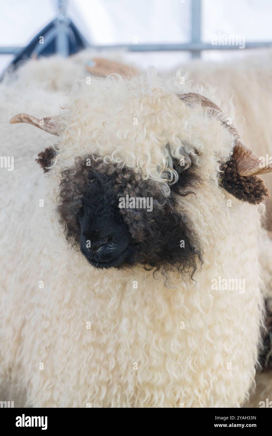 Valais Black Nosed Sheep est originaire de la région du canton du Valais en Suisse, Usk Agricultural Show Monmouthshire Wales UK. Septembre 2024 Banque D'Images