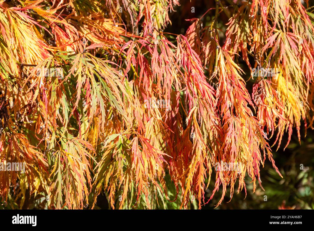 Gros plan de l'arbre Acer palmatum Dissectum (érable japonais pleurant) en octobre montrant les couleurs de l'automne couleur, Angleterre, Royaume-Uni Banque D'Images