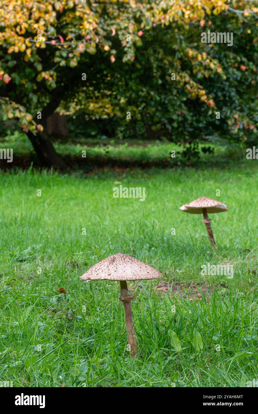 Deux champignons parasols (Macrolepiota procera), grands champignons comestibles ou tabourets poussant dans les prairies en automne ou en octobre, Angleterre, Royaume-Uni Banque D'Images