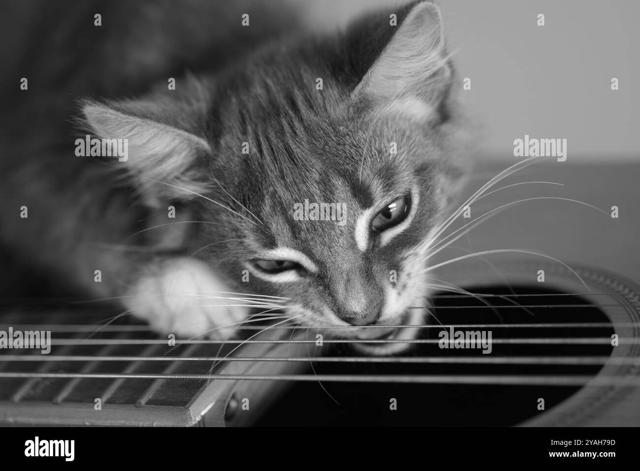 Chaton mâcher cordes de guitare en noir et blanc Banque D'Images