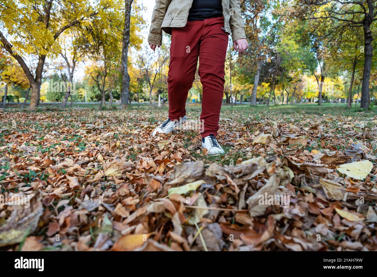 Gros plan du bas du corps d'un adolescent en veste beige, Jean Bordeaux et baskets blanches en marchant à travers les feuilles d'automne. Banque D'Images