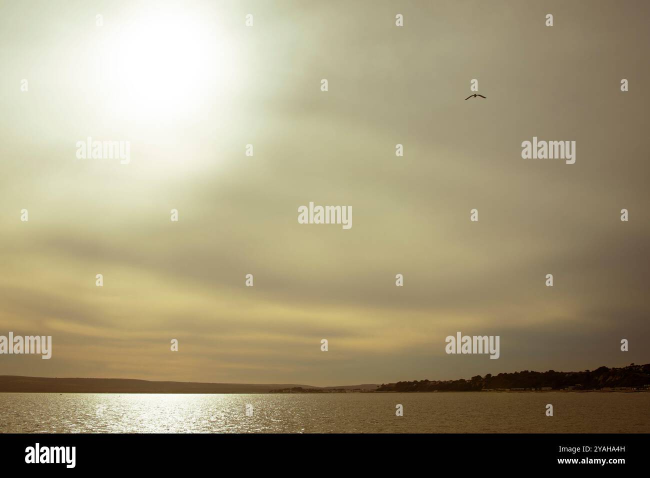 Mouette, oiseau, volant haut au-dessus de la côte avec lumière du soleil brumeuse diffuse, couleurs chaudes et grand ciel, de mauvaise humeur. Banque D'Images