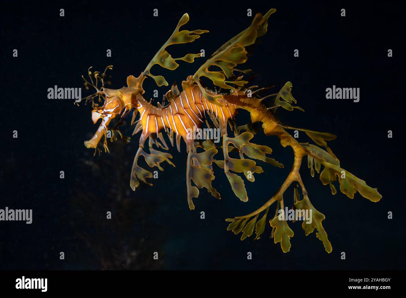 Dragon de mer feuillu Banque D'Images