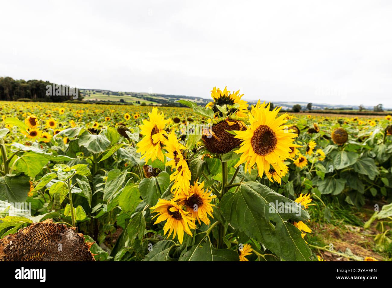 Mainsgill Farm, Richmond Dl11 7Pn, Royaume-Uni, Ravensworth DL11 7PN, tournesol, tournesol, fleur, tournesol, helianthus, helianthus annuus, champ, Banque D'Images