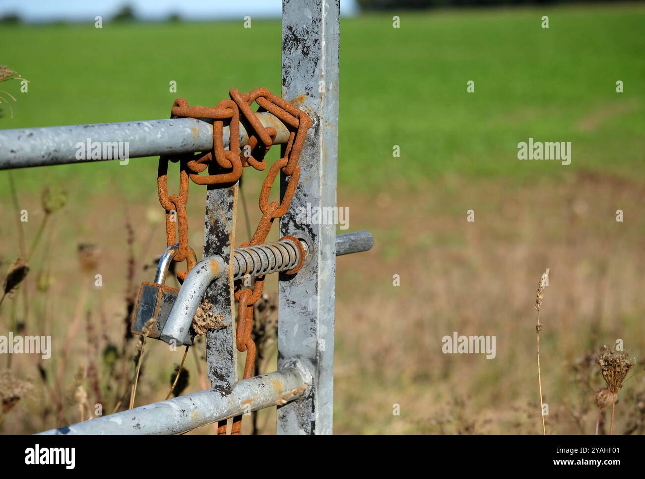 chaîne rouillée et serrure sur porte de ferme en métal, norfolk, angleterre Banque D'Images