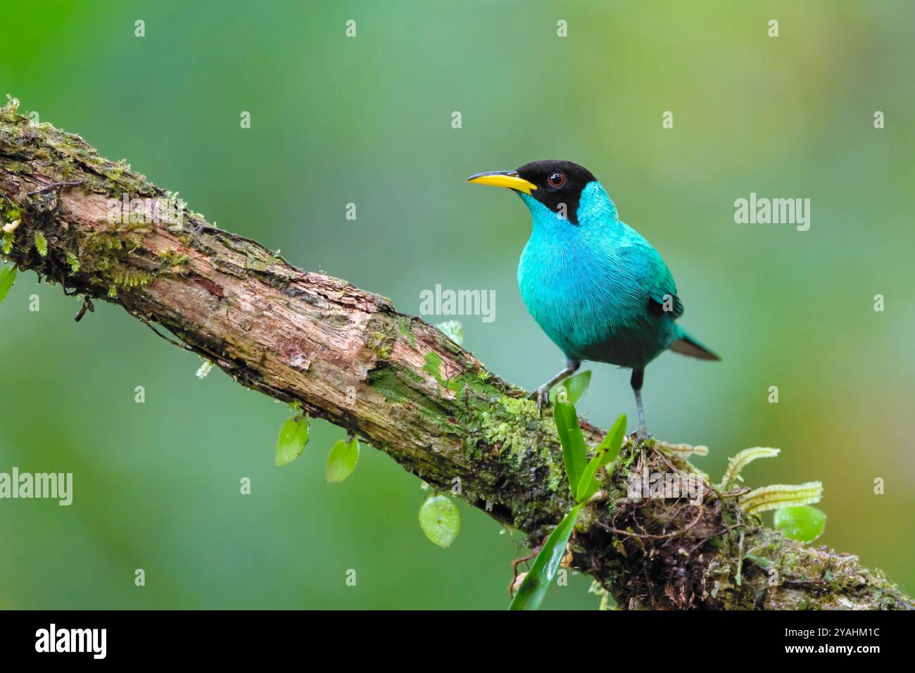 Homme de miel vert (Chlorophanes spiza) perché sur une branche, Costa Rica. Banque D'Images