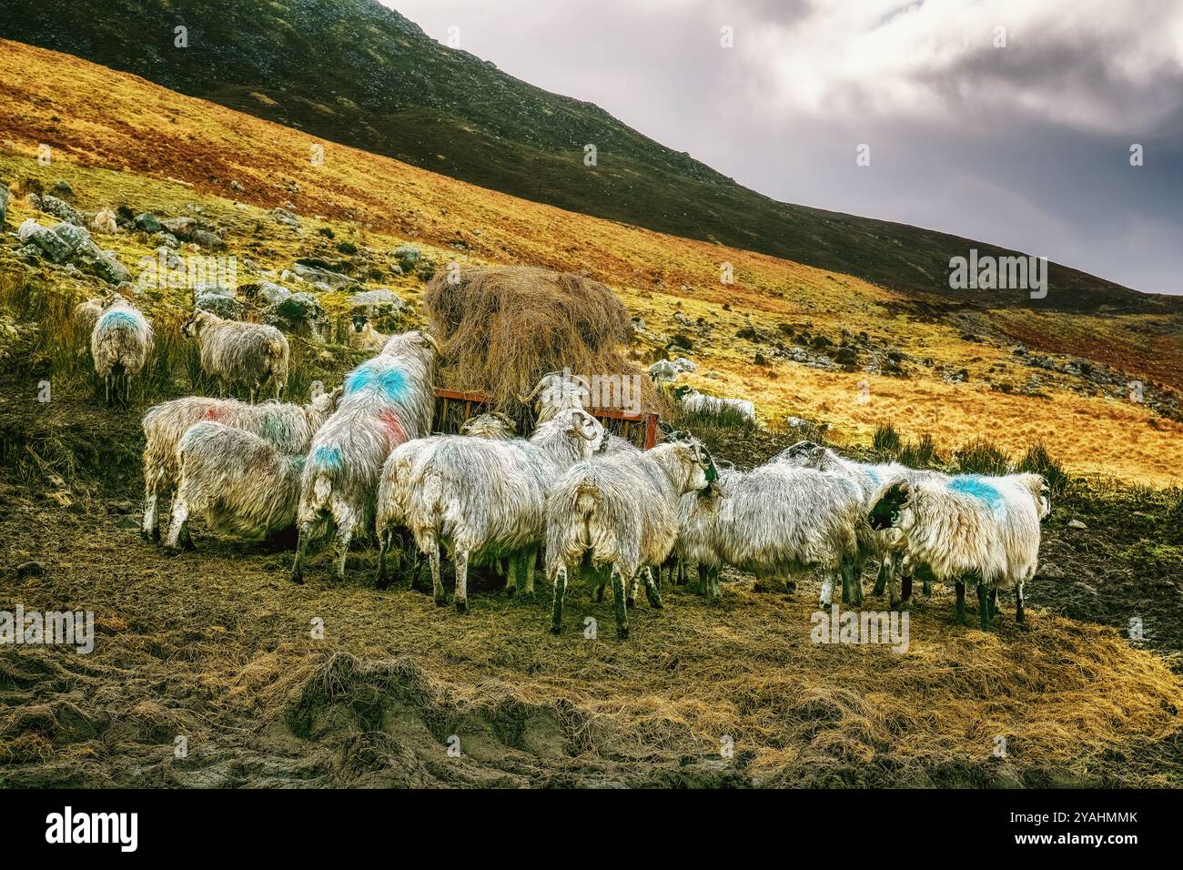 Un groupe de moutons paissent sur une colline. Ils mangent du foin d'une balle qui est au milieu de l'image. Il y a une montagne en arrière-plan Banque D'Images