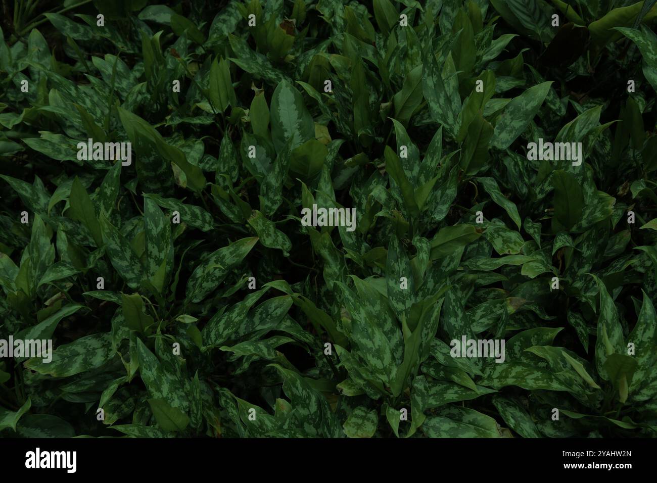 La plante de la jungle laisse un fond sombre. Texture verte naturelle dans un jardin botanique. Banque D'Images