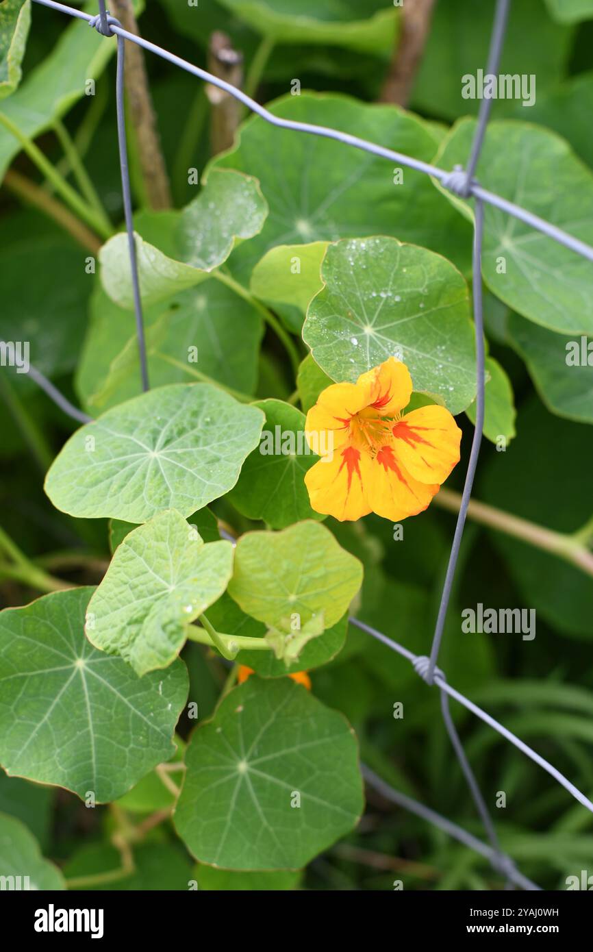 Nasturtium sur une clôture Banque D'Images