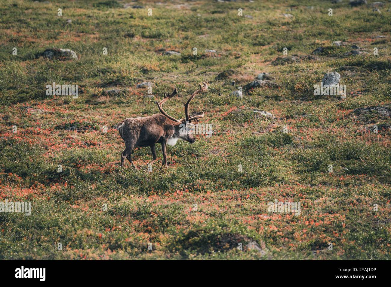 Renne solitaire Banque D'Images