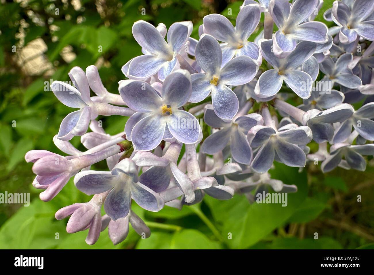 12.04.2024, Allemagne, , Berlin - fleurs de lilas. 00S240412D910CAROEX.JPG [AUTORISATION DU MODÈLE : NON applicable, AUTORISATION DU PROPRIÉTAIRE : NON (c) caro images / Sorge, h Banque D'Images 12.04.2024, Allemagne, , Berlin - fleurs de lilas. 00S240412D910CAROEX.JPG [AUTORISATION DU MODÈLE : NON applicable, AUTORISATION DU PROPRIÉTAIRE : NON (c) caro images / Sorge, h Banque D'Images