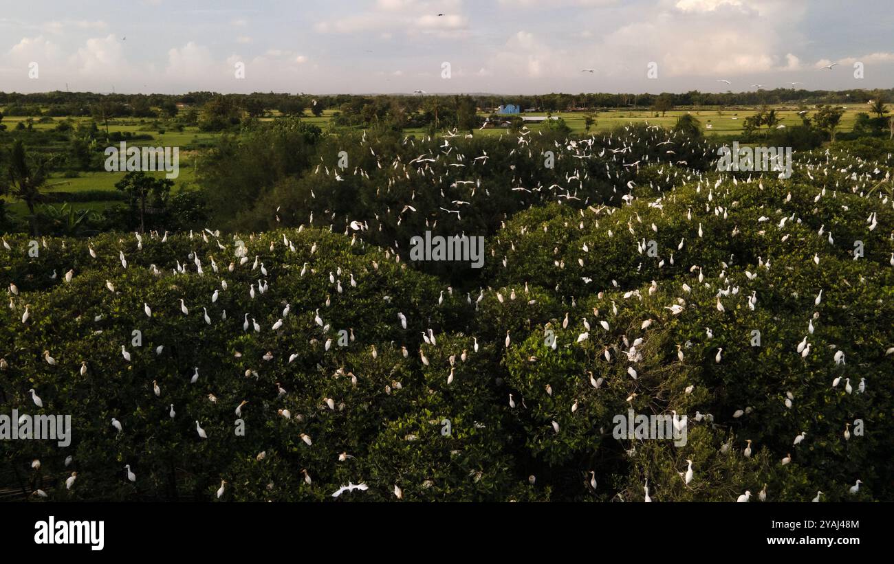 Vue aérienne, troupeau d'aigrettes. un groupe de grandes aigrettes blanches au sommet d'un mangrove près de la plage. famille de grands oiseaux blancs. animaux et wil Banque D'Images