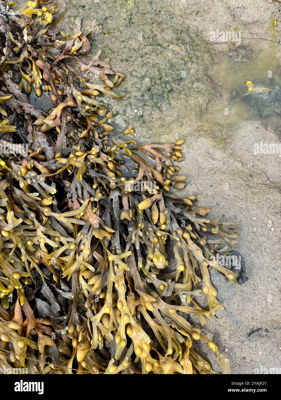 Algues en Irlande, côte ouest, Mayo de pays - Image de stock capturée avec un smartphone
