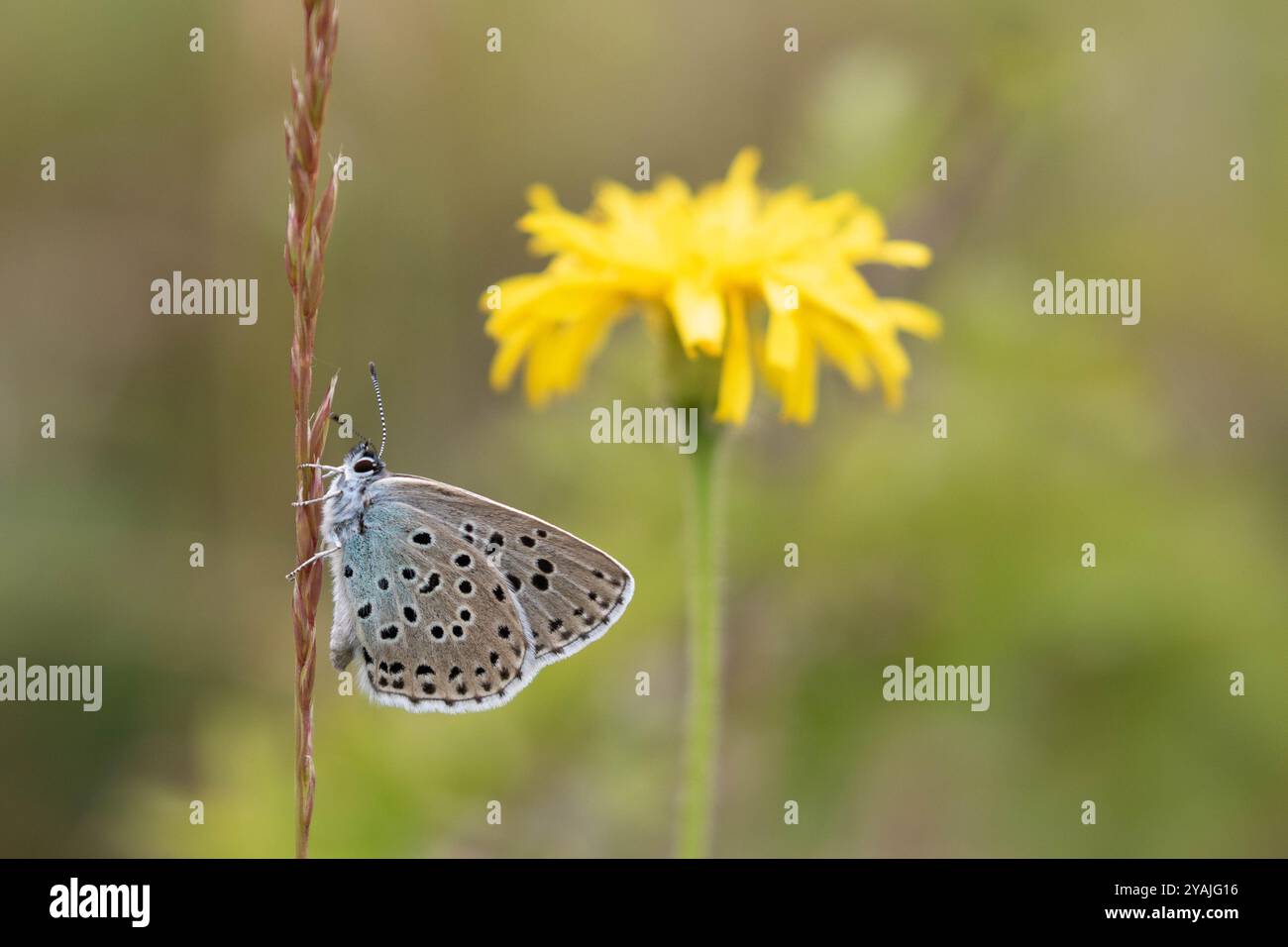 Grand papillon bleu femelle reposant devant la fleur jaune - Phengaris arion Banque D'Images