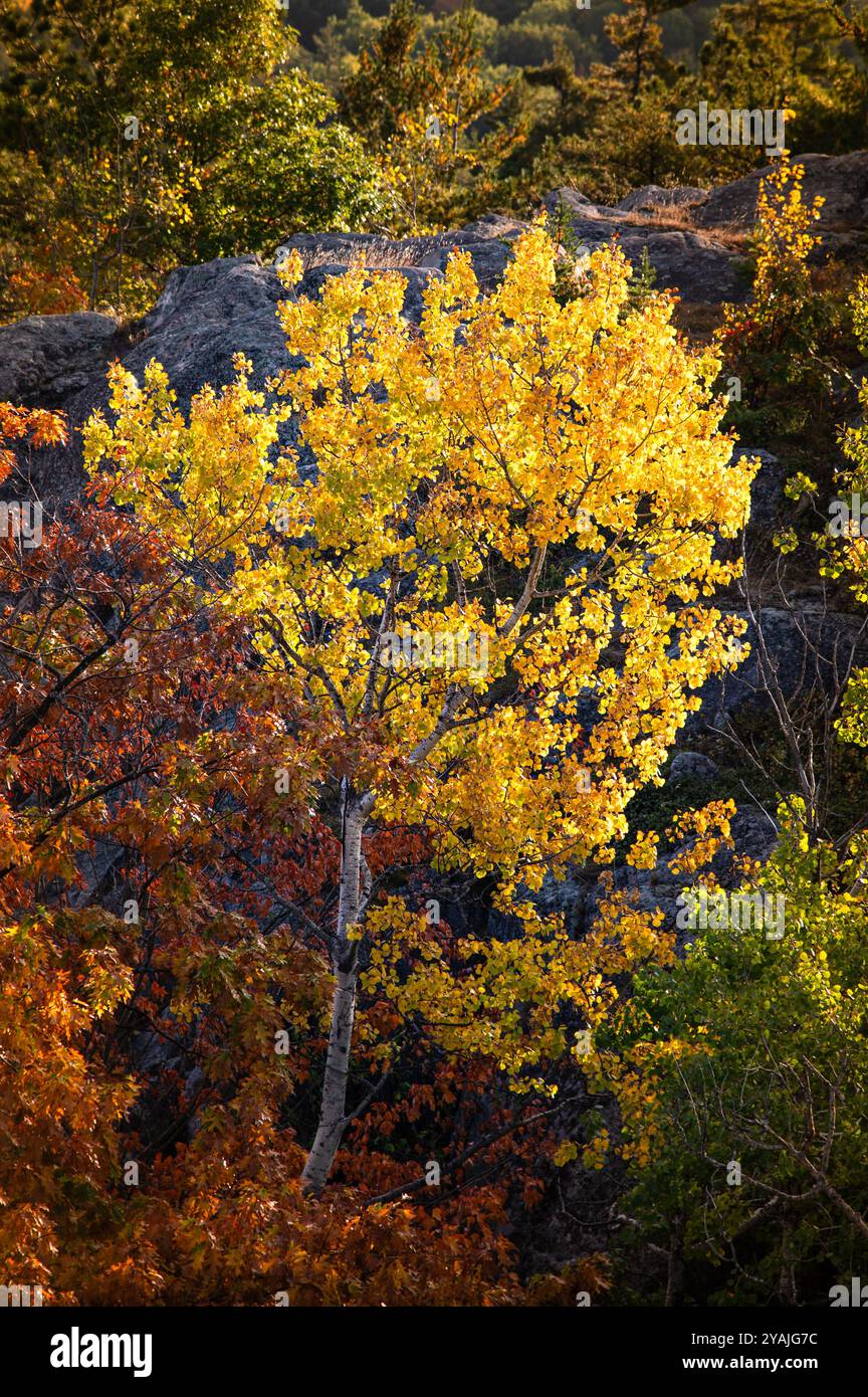 Arbre d'Aspen en automne avec le soleil brille à travers les feuilles jaunes Banque D'Images