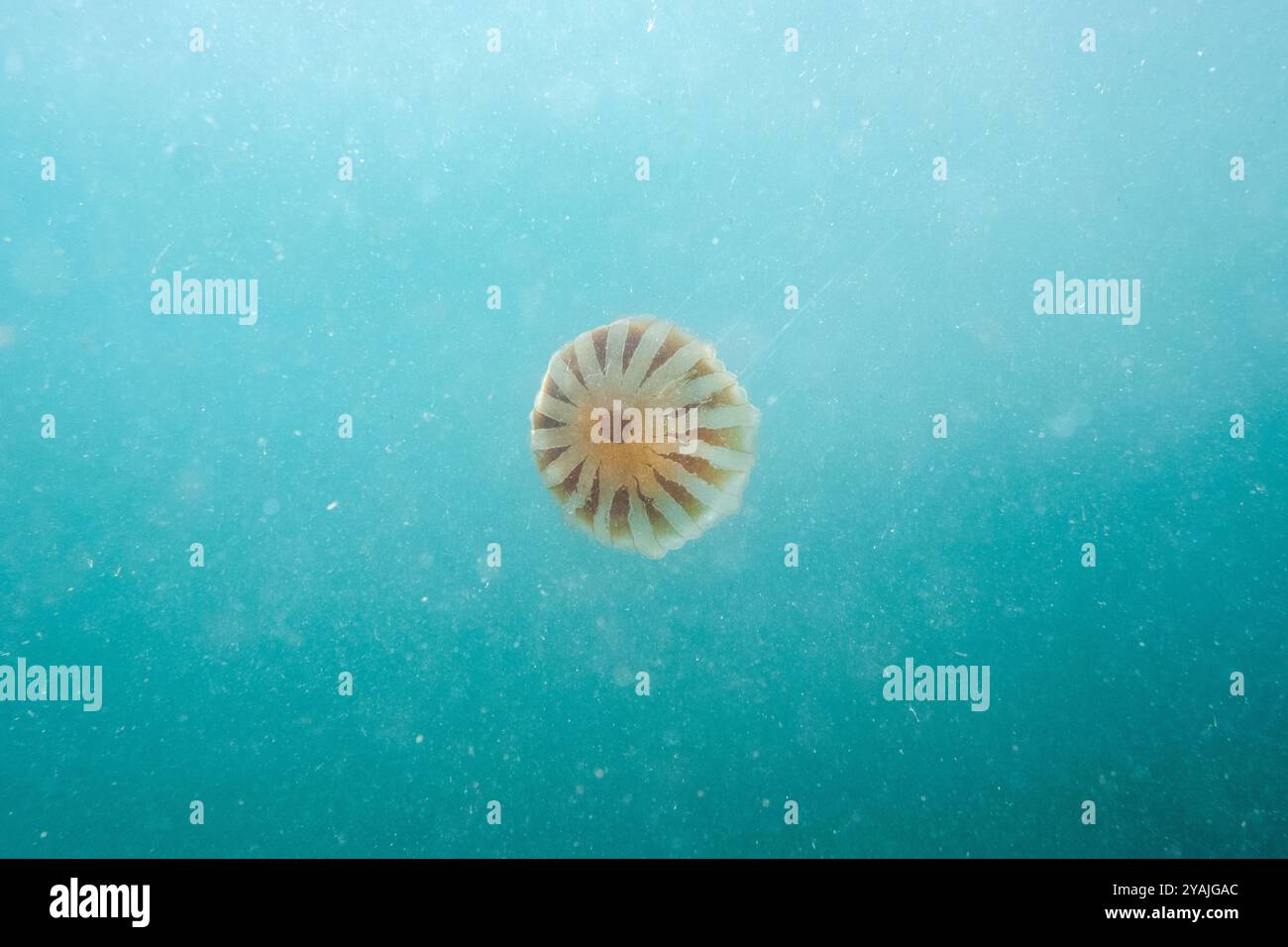 Photographie sous-marine dans la mer de la Manche dans l'océan Atlantique Nord d'une méduse raie (Chrysaora hysoscella) également connue sous le nom de gelée de boussole Banque D'Images