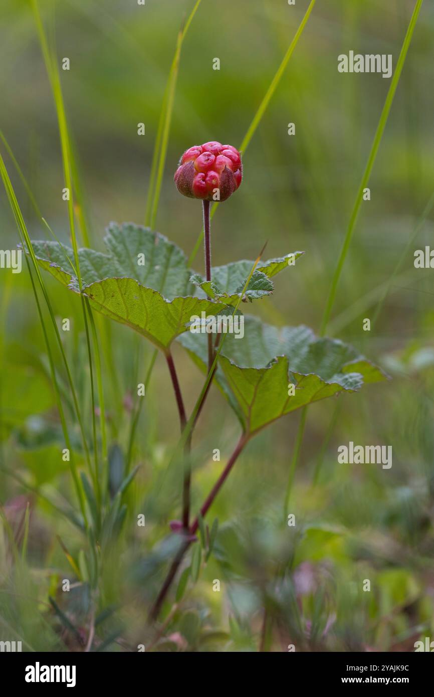 Moltebeere, Frucht, Beere, Früchte, Molte-Beere, Multebeere, Multbeere, Schellbeere, Sumpfbrombeere, Torfbeere, Rubus chamaemorus, mûrier, nordique Banque D'Images