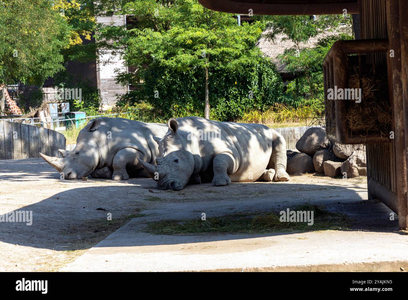 Deux grands rhinocéros se trouvent à l'ombre sous un arbre et dorment Banque D'Images