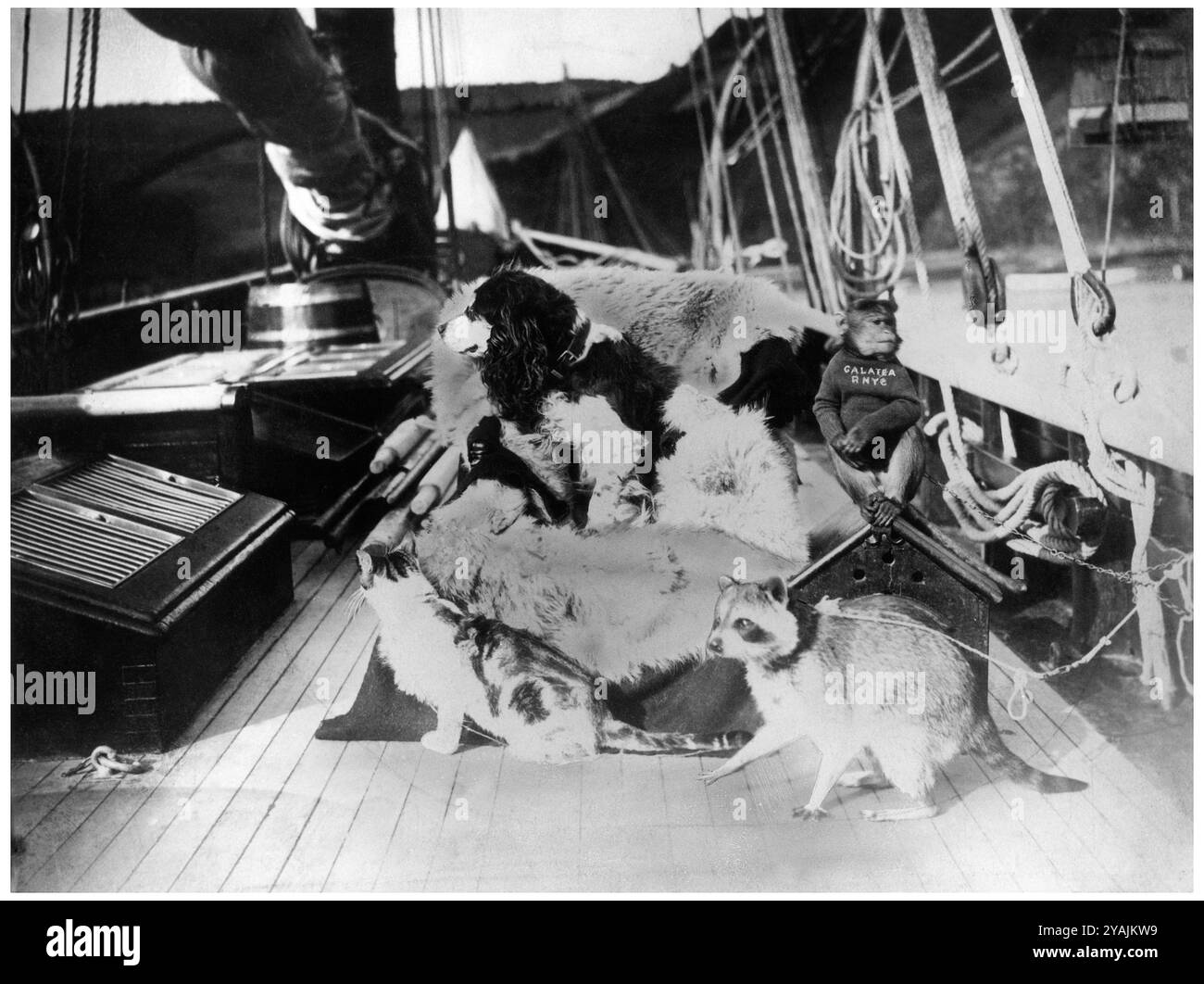 PHOTOS D'ANTAN - géré par PPL PHOTO AGENCY Circa 1886 AmericaÕs Cup. : La ménagerie que Mme Henn a emmenée à bord de son yacht husbandÕs, GALATEA, quand Banque D'Images