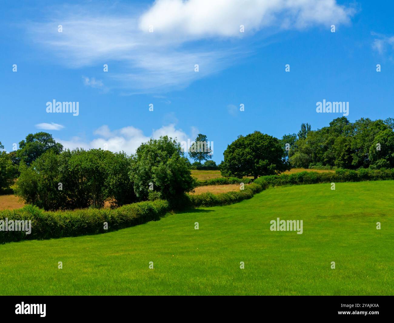 Groupe d'arbres dans la campagne vallonnée en été avec ciel bleu et nuages blancs au-dessus. Banque D'Images