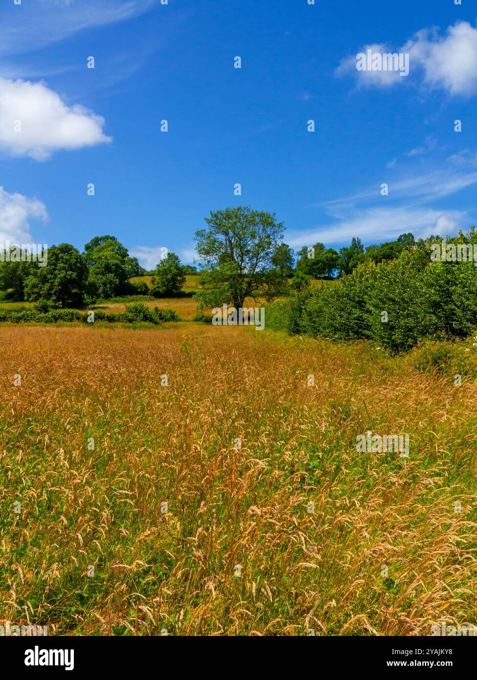 Groupe d'arbres dans la campagne vallonnée en été avec ciel bleu et nuages blancs au-dessus. Banque D'Images