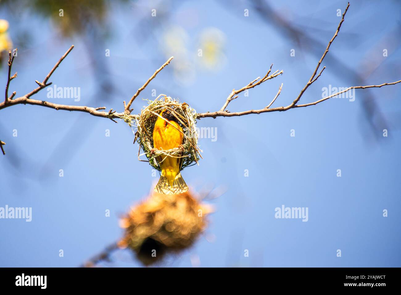 TISSERAND À TÊTE NOIRE (Ploceus cucullatus) Village) tisserand dans son nid inachevé à Lutembe - Lac Victoria - Ouganda Banque D'Images