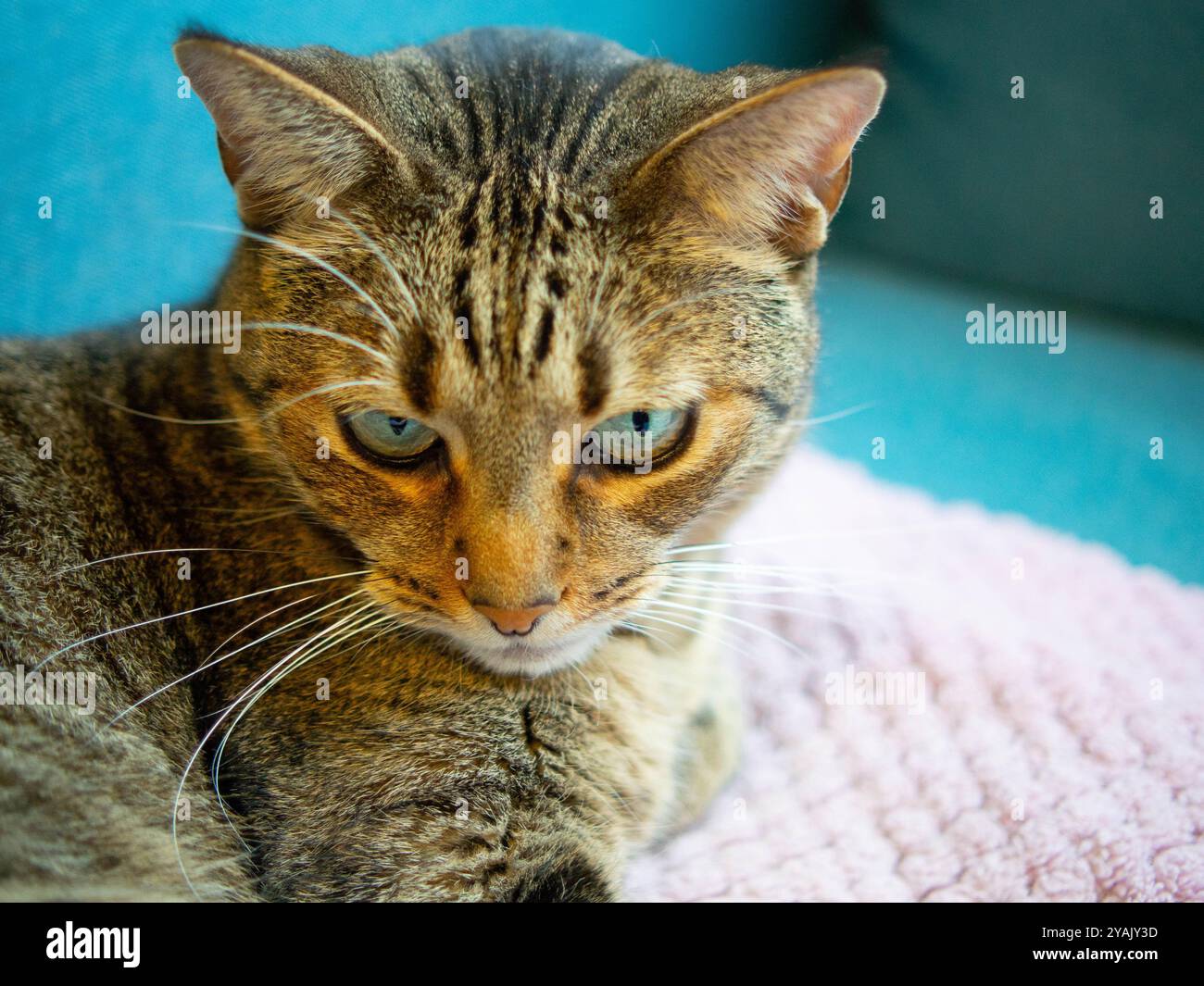 Beau chat Tabby reposant sur une couverture rose Banque D'Images