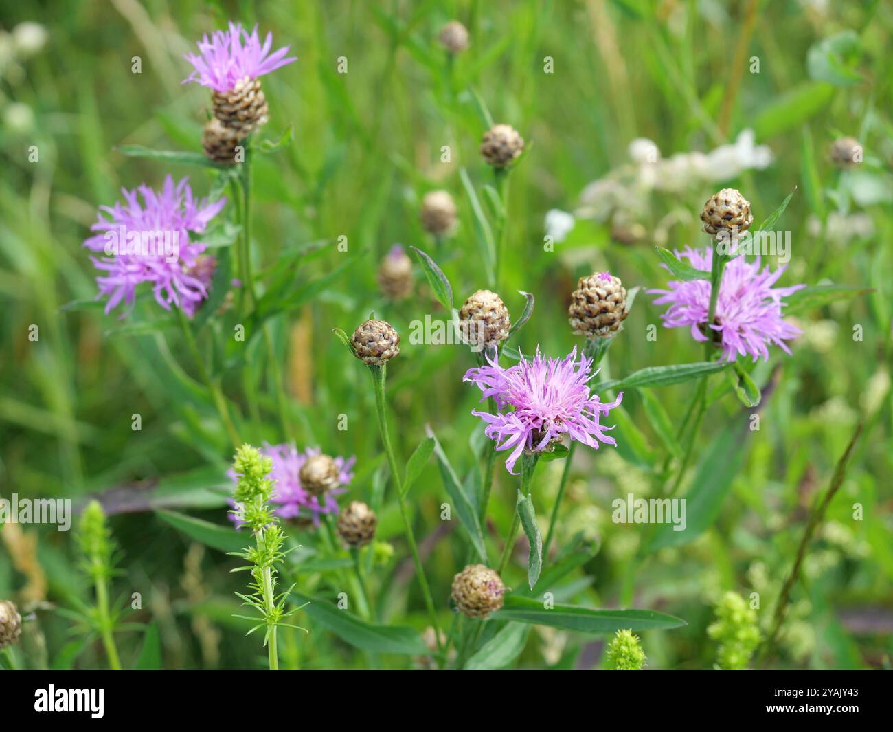 Champ de scabiousa-prairie bleuet étant pollinisé par les abeilles et les bourdons, ses pétales roses éclatants en font un sujet magnifique pour la photographie de la nature Banque D'Images