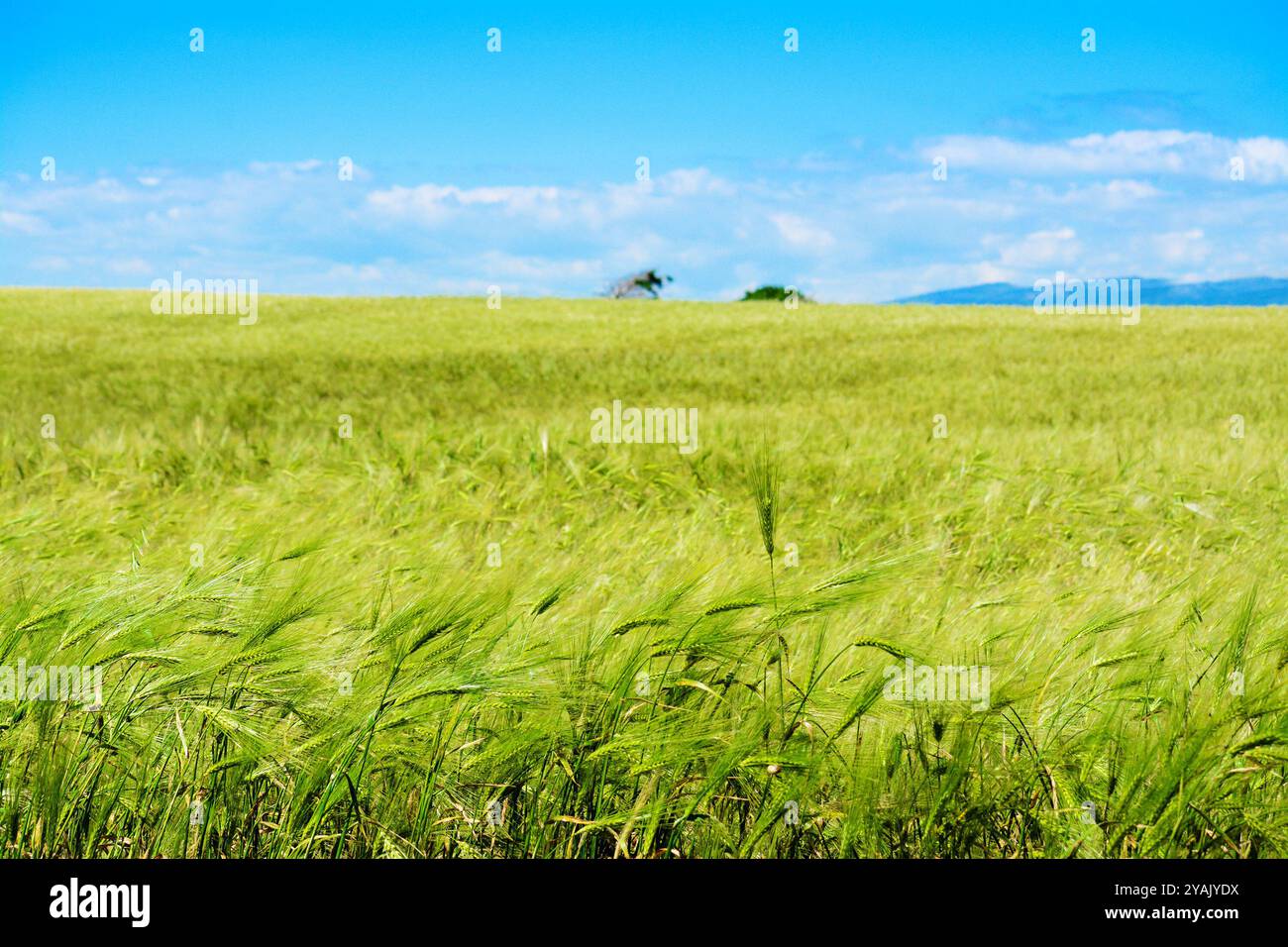 Pré vert sous un ciel bleu au printemps Banque D'Images