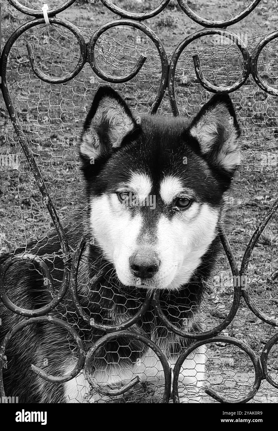 Portrait du gardien mignon à la porte forgée : Malamute d'Alaska et Husky sibérien de race mixte Banque D'Images