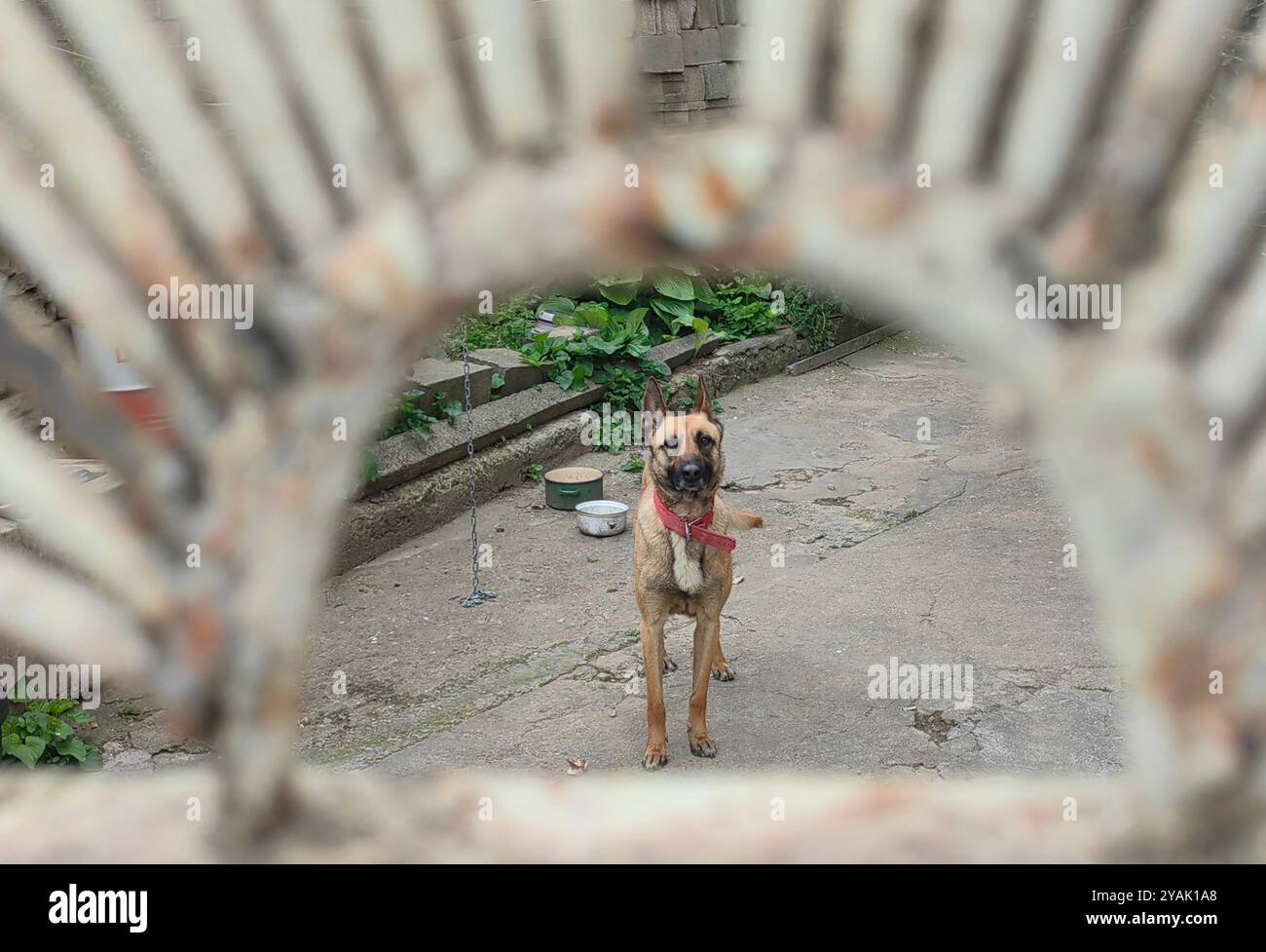 Encadré par la porte : chien alerté Malinois belge Banque D'Images