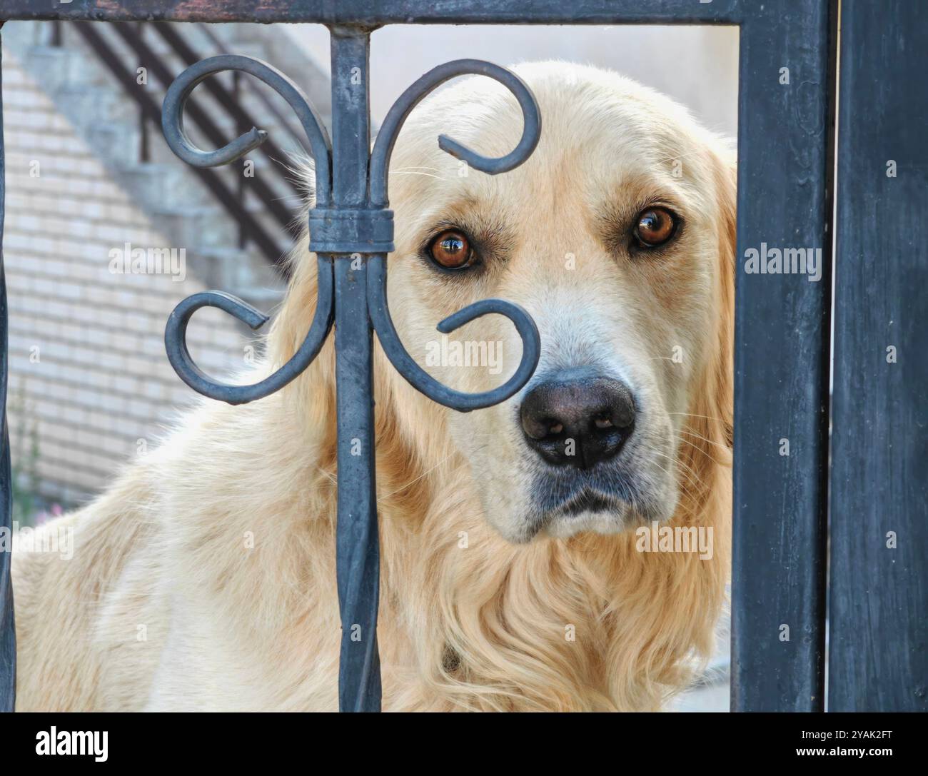 Gardien de la cour : Golden Retriever derrière la clôture Banque D'Images