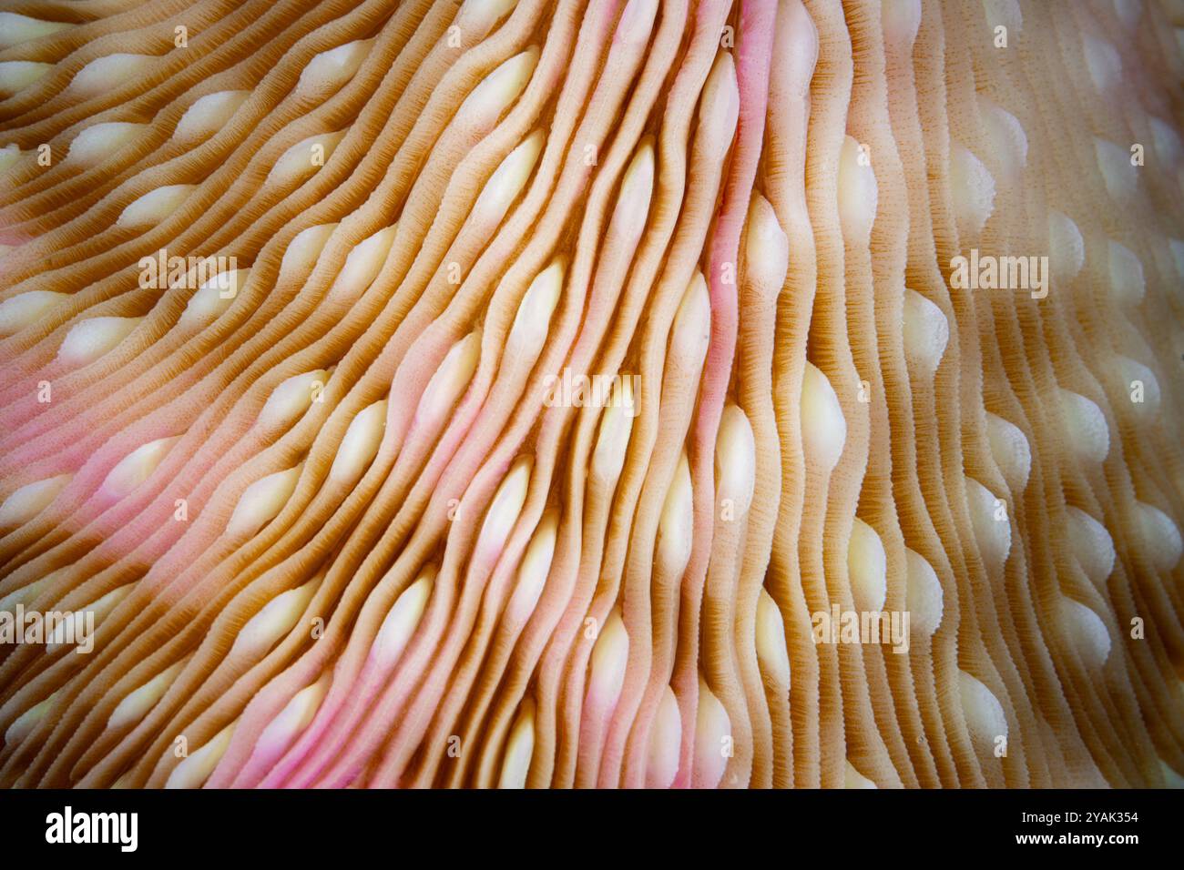 Détail d'un corail champignon, Fungia sp., poussant sur un récif corallien sain en Indonésie. Ces beaux coraux ne fusionnent pas dans la structure du récif. Banque D'Images