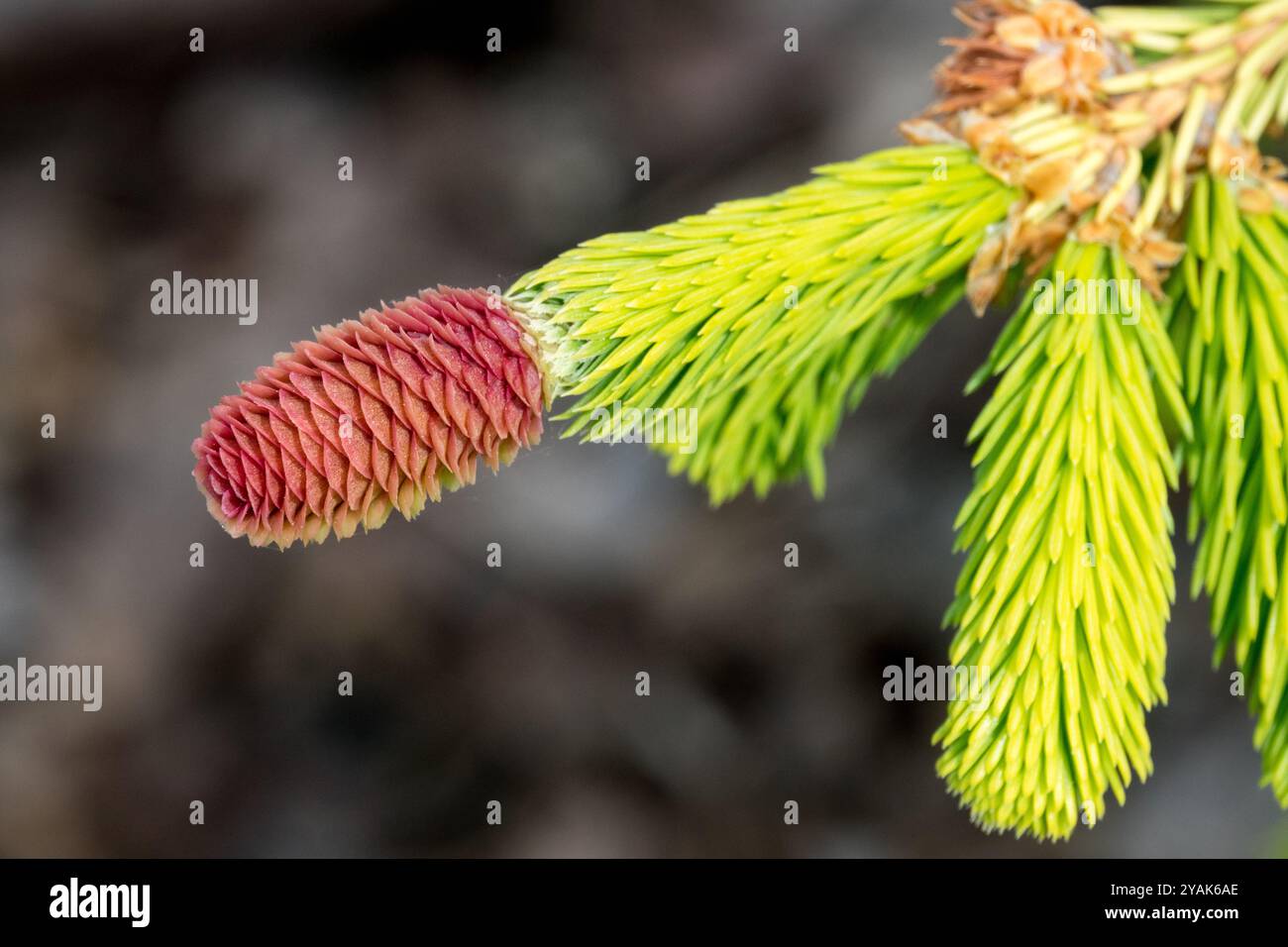 Picea abies 'Catherines Golden Heari' Picea Cone en gros plan épinette de Norvège Cone épinette européenne Banque D'Images