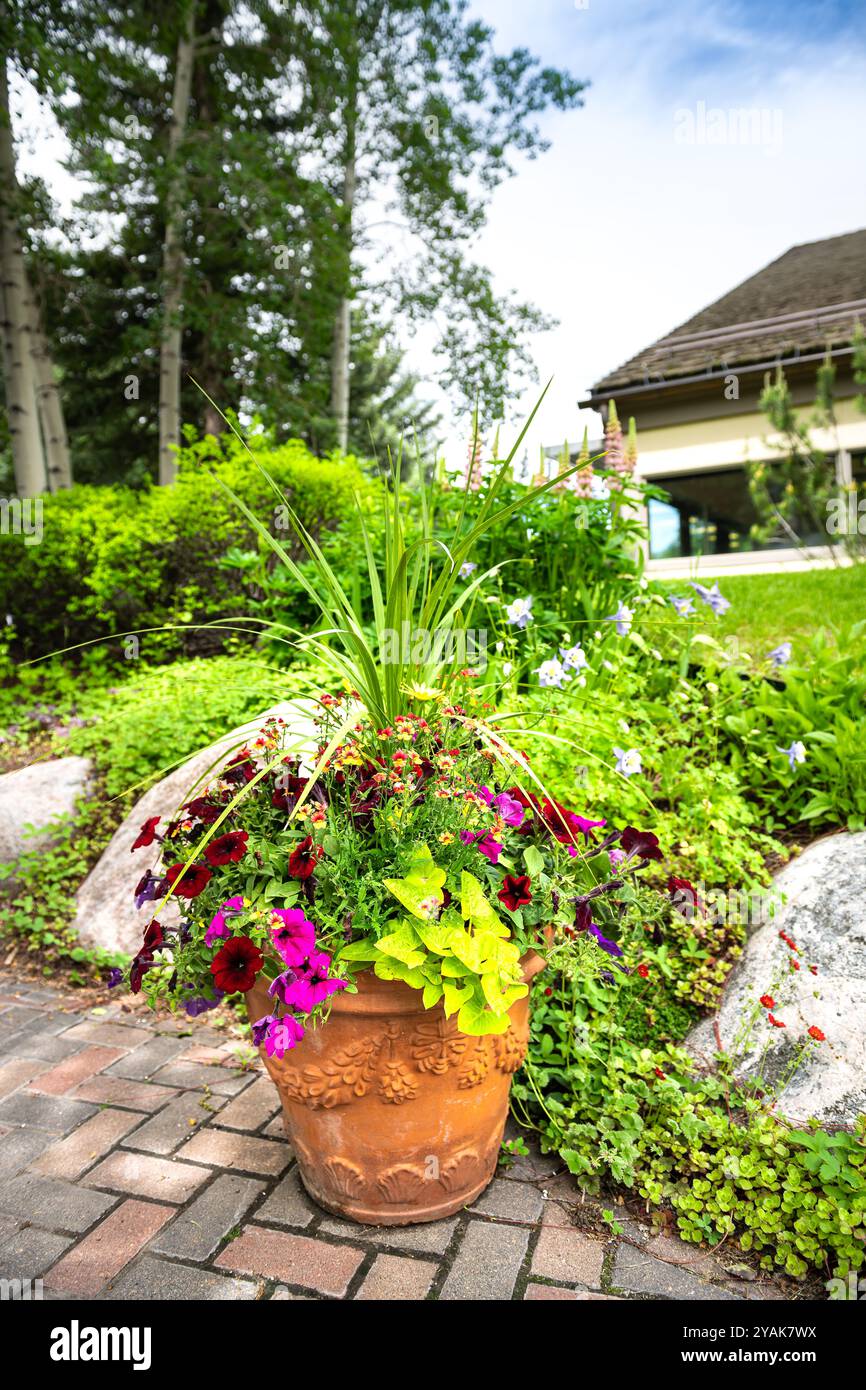 Plante de pétunia en pot dans un pot en terre cuite dans le jardin de la maison à Vail, Colorado station de ski ville en été avec vue sur la rue Banque D'Images