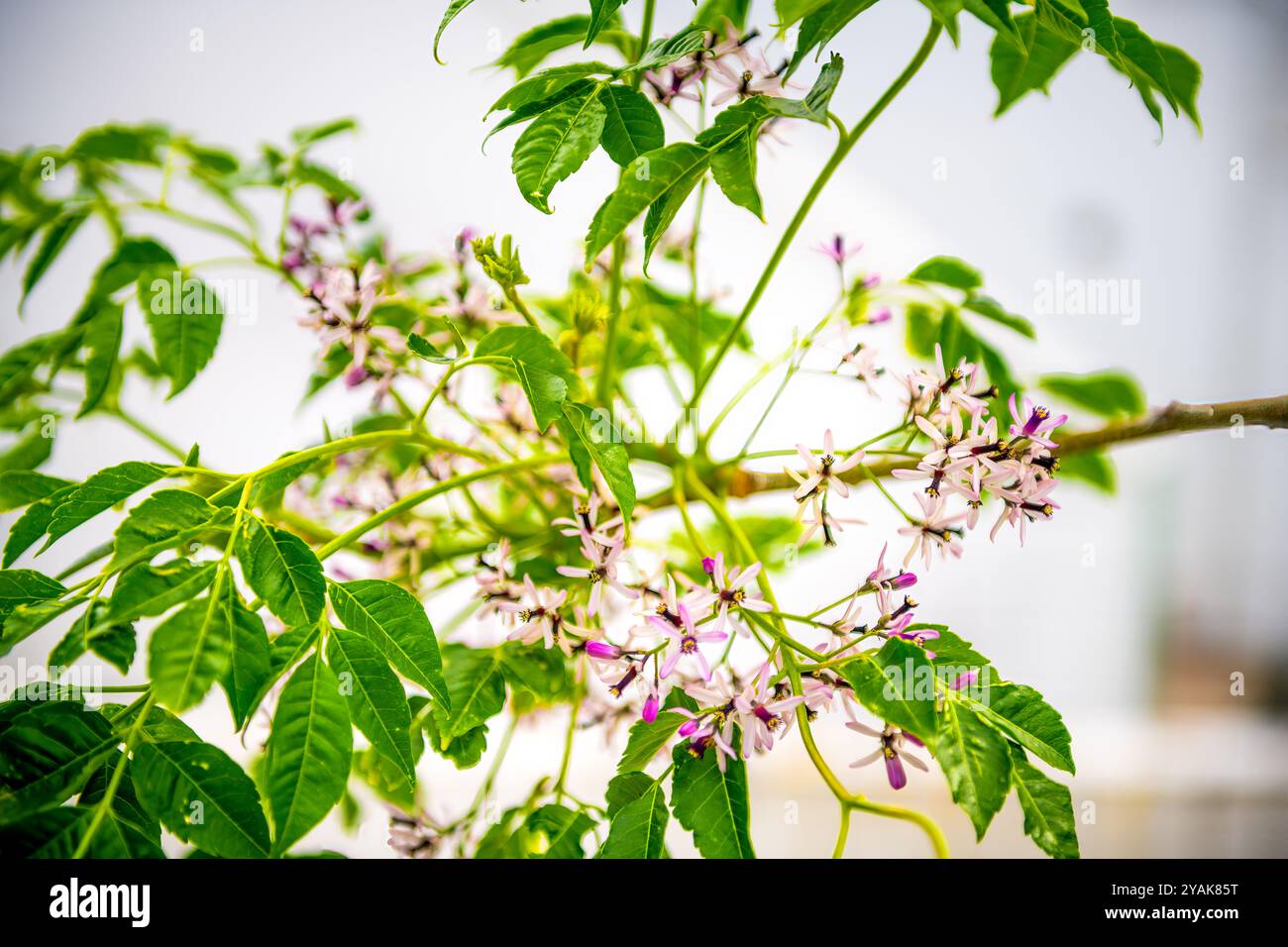 Perse lilas melia azedarach fleurs sur la branche d'arbre macro gros plan sur l'île d'Ikaria, Grèce au jardin de la maison Banque D'Images