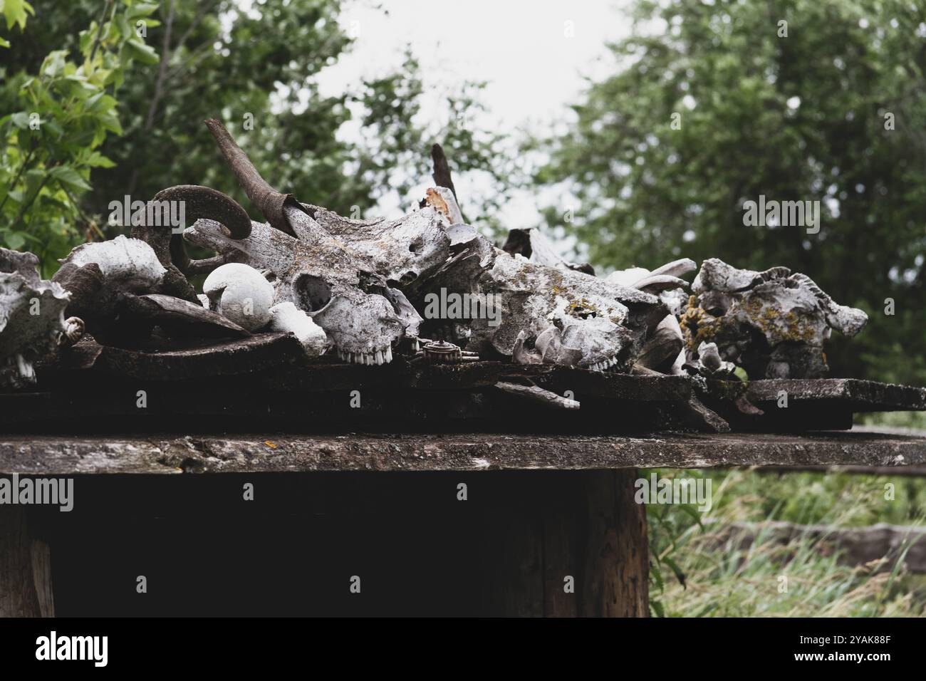 Crâne d'un animal tué. Une montagne d'os sur le sol. Cimetière d'os d'animaux.. Banque D'Images